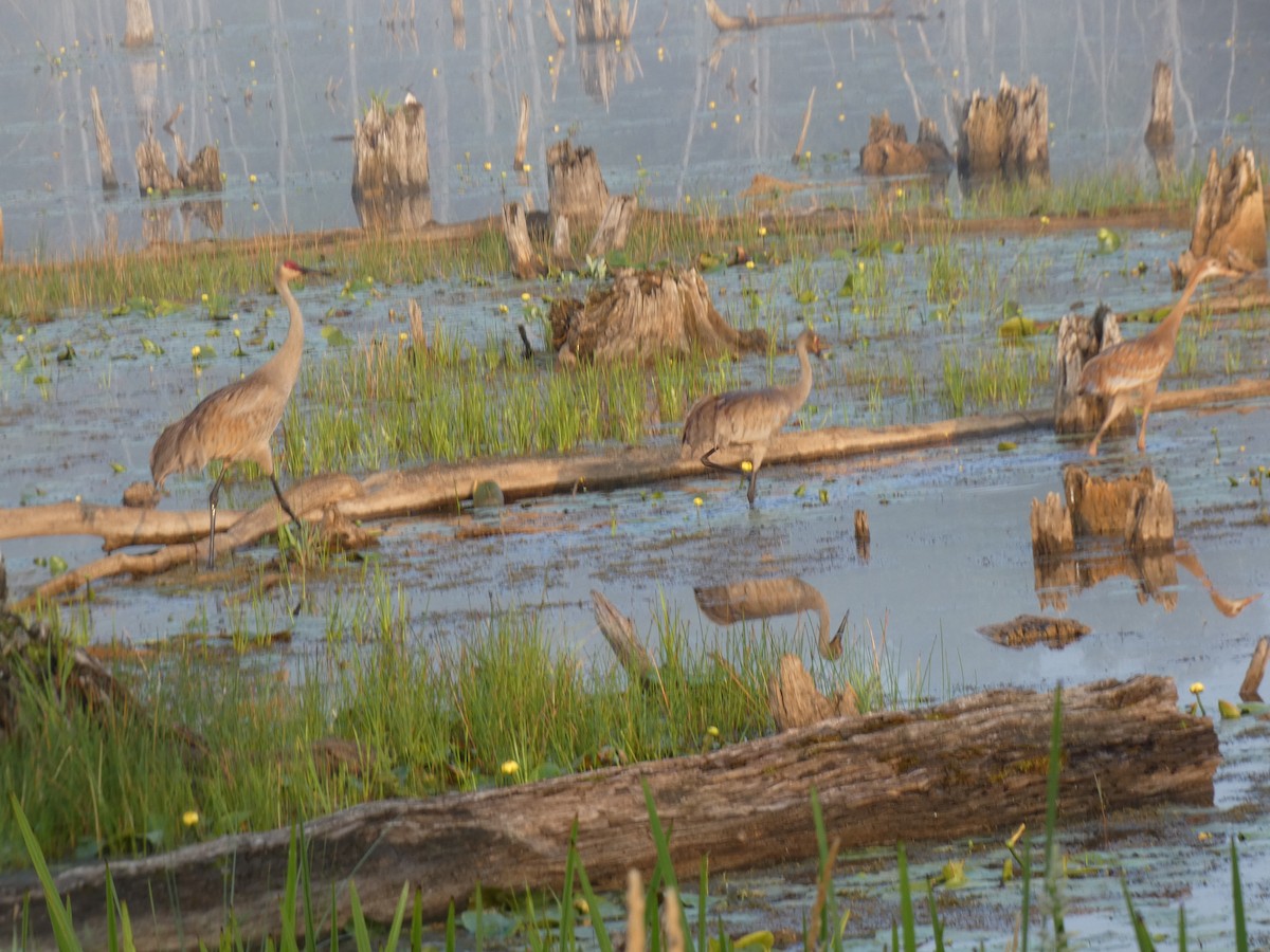 jeřáb kanadský - ML646599260