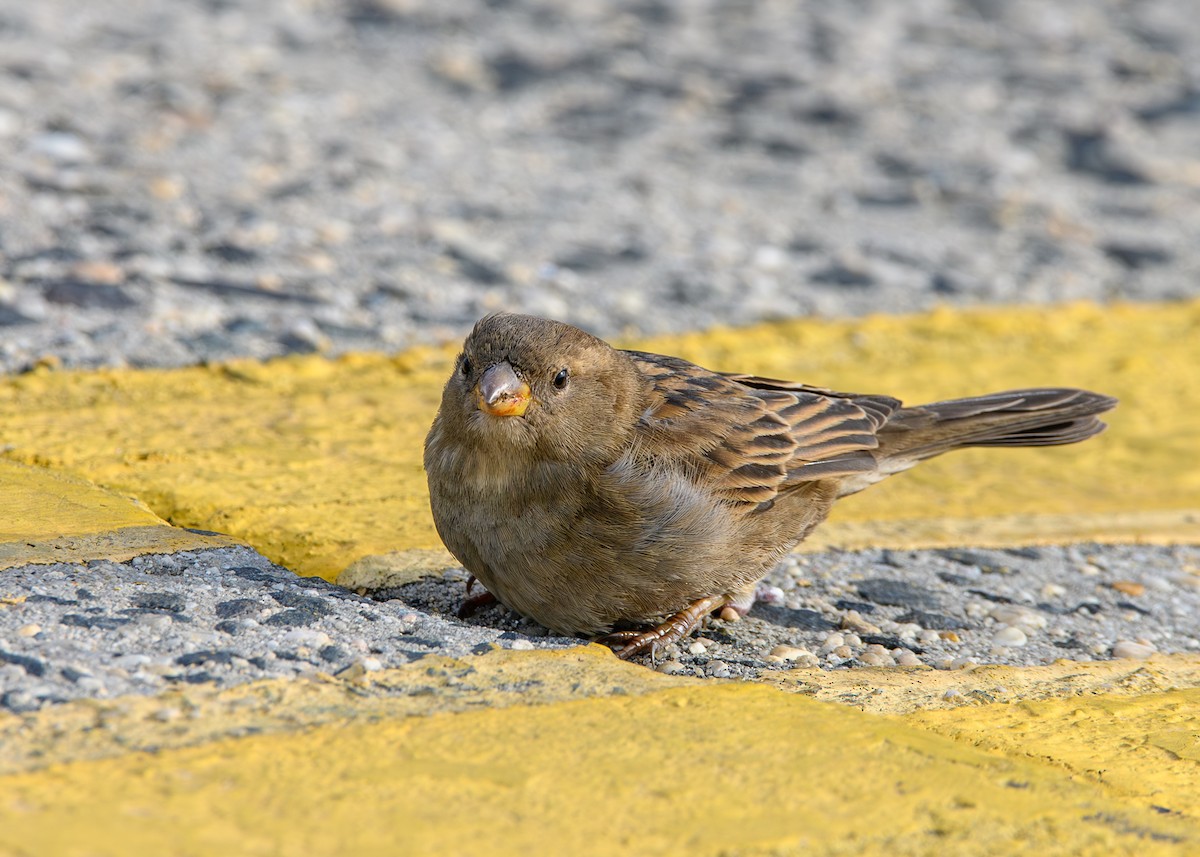 vrabec domácí - ML646599266