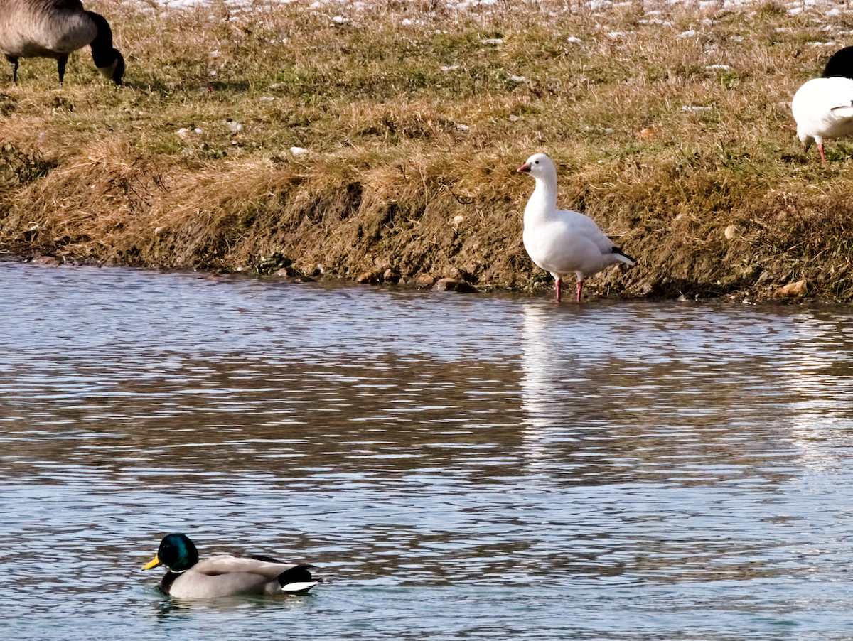 Ross's Goose - ML646599267