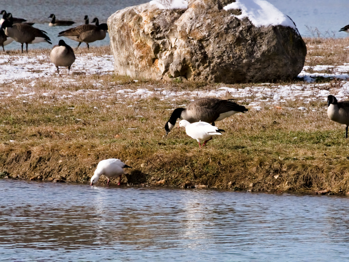 Ross's Goose - ML646599268