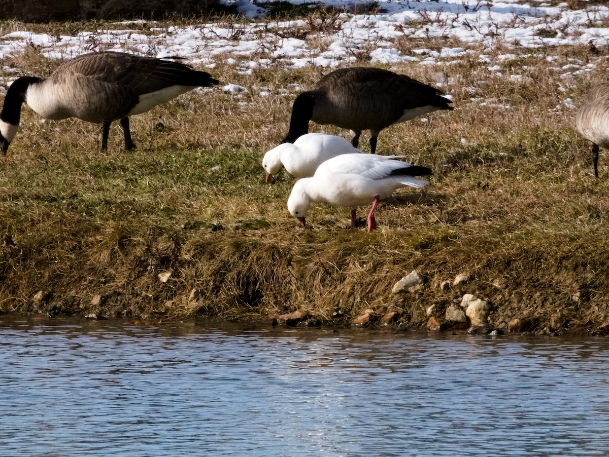 Ross's Goose - ML646599269