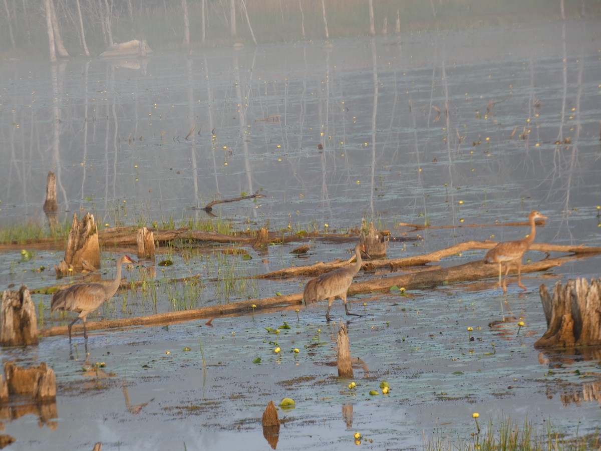 jeřáb kanadský - ML646599271