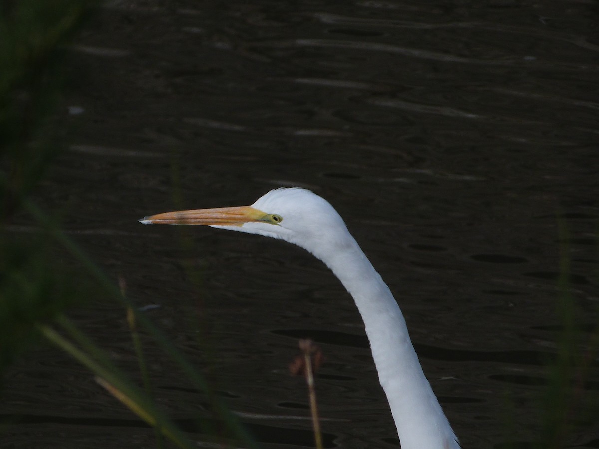 Great Egret - ML646599273