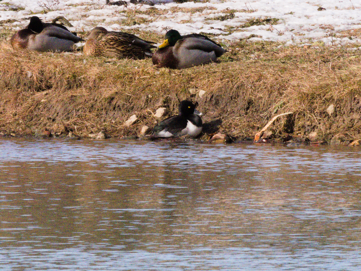 Ring-necked Duck - ML646599274