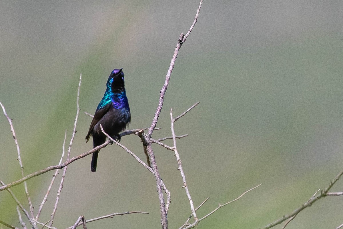 Filistin Nektarkuşu - ML646599276