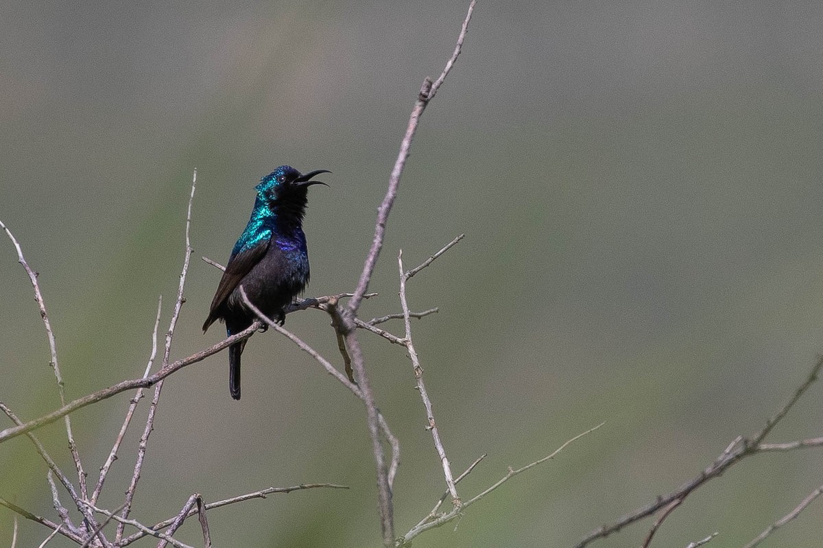 Filistin Nektarkuşu - ML646599277