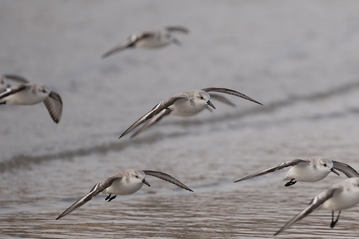 Correlimos Tridáctilo - ML646599279