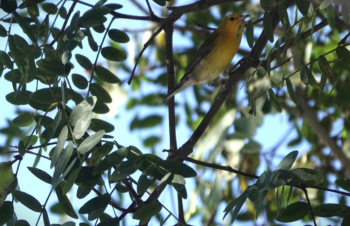 Prothonotary Warbler - ML646599282