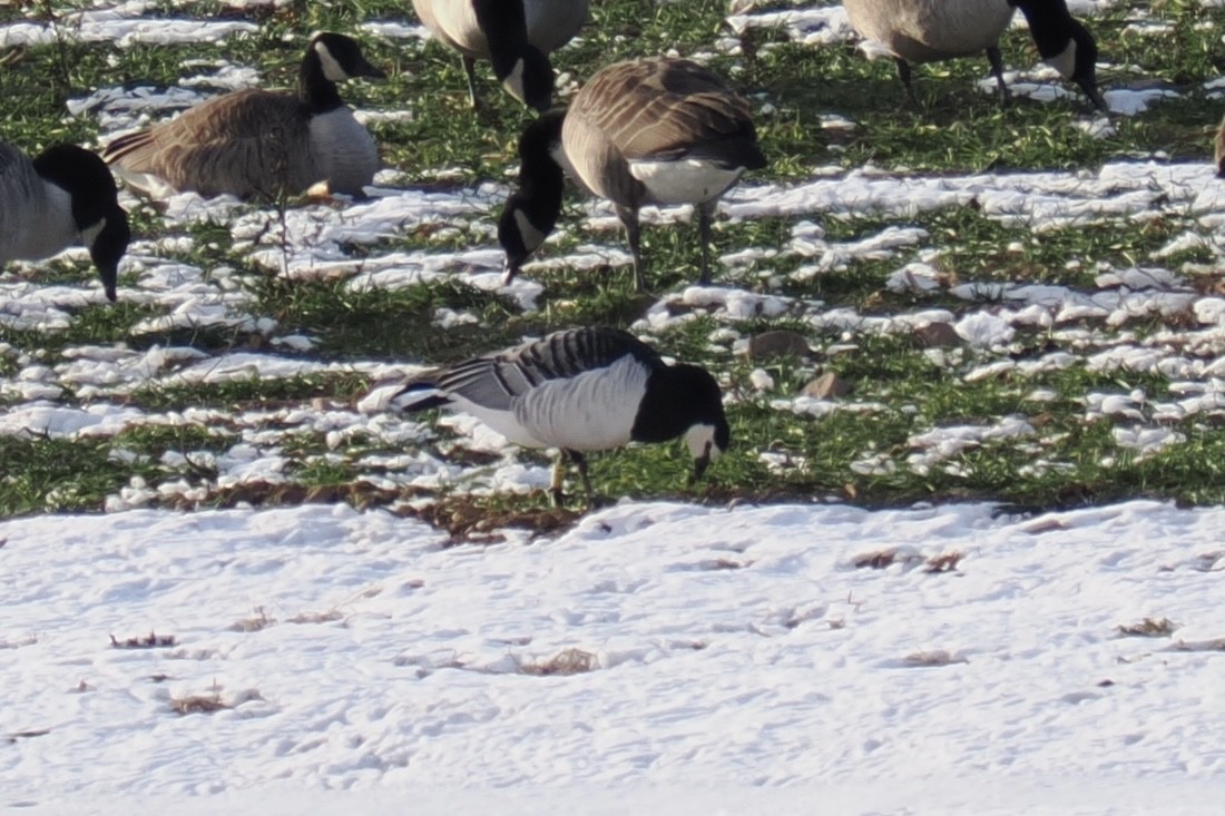 Ak Yanaklı Kaz - ML646599284