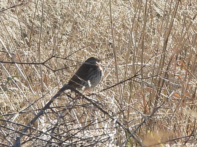 Fox Sparrow - ML646599288