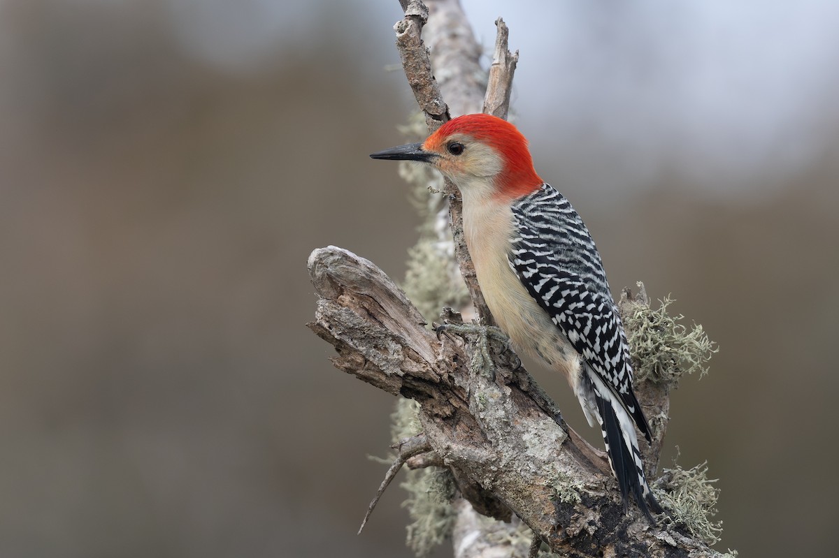 Carpintero de Carolina - ML646599289