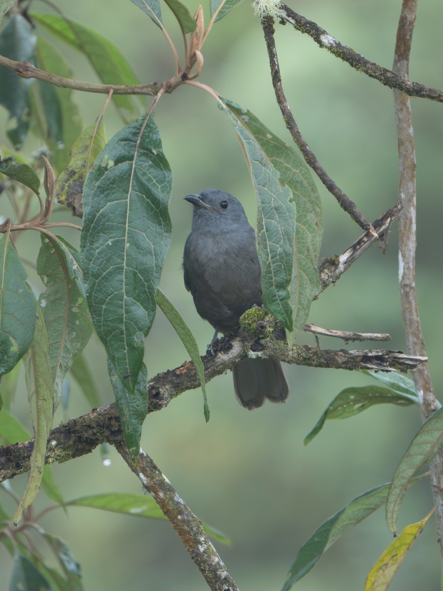 Graukotinga - ML646599295