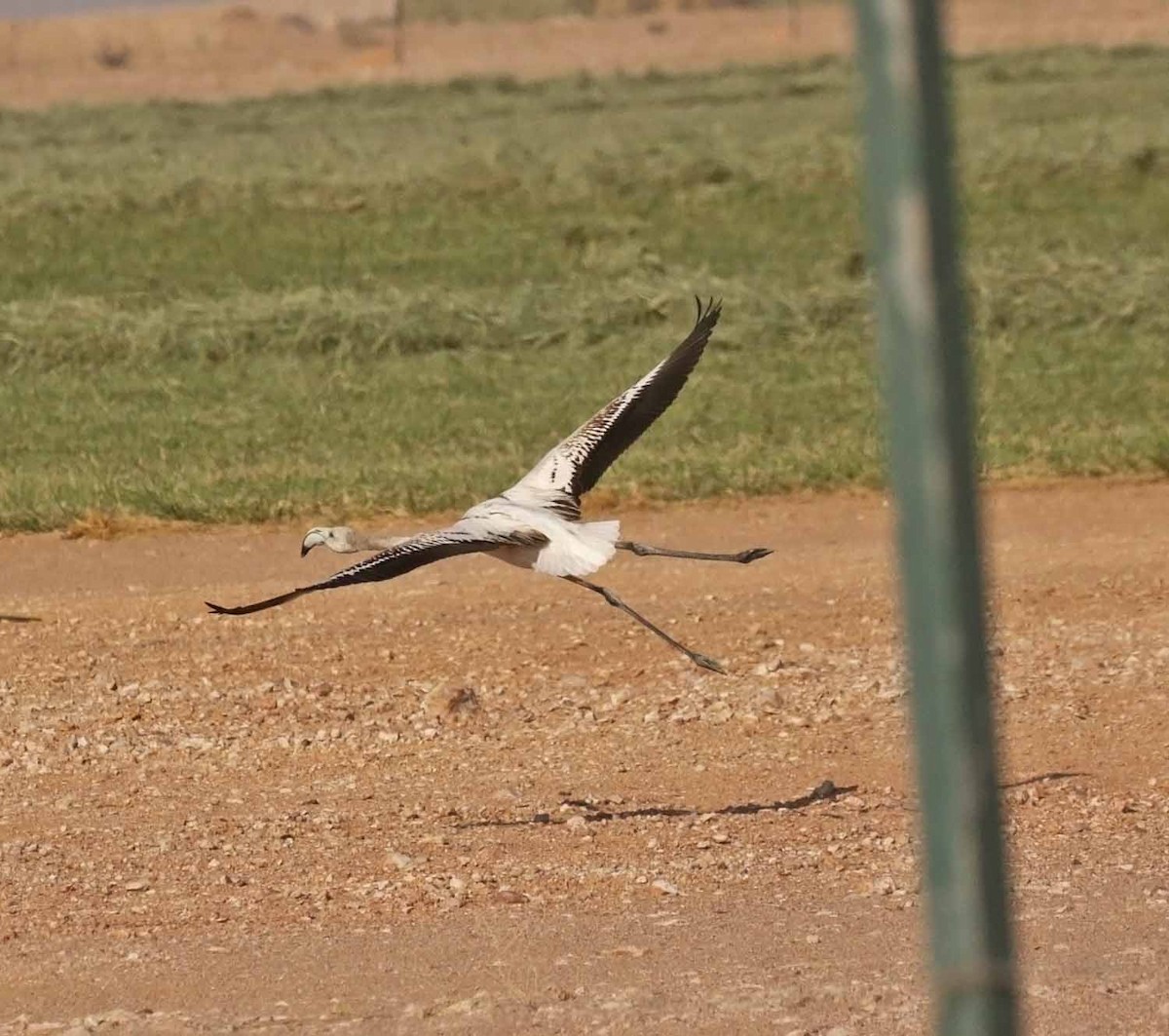 Ягаан нал - ML646599296