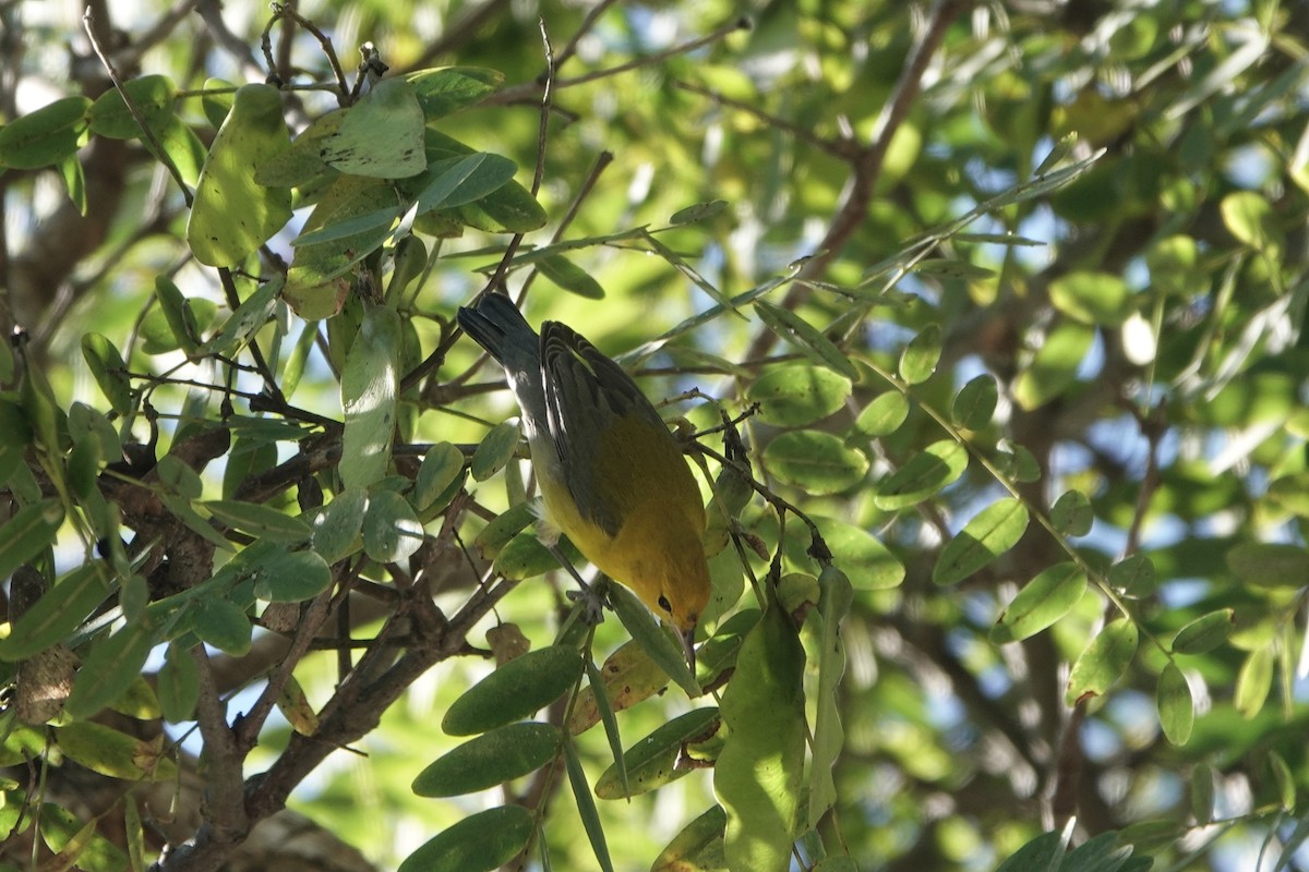 Prothonotary Warbler - ML646599297