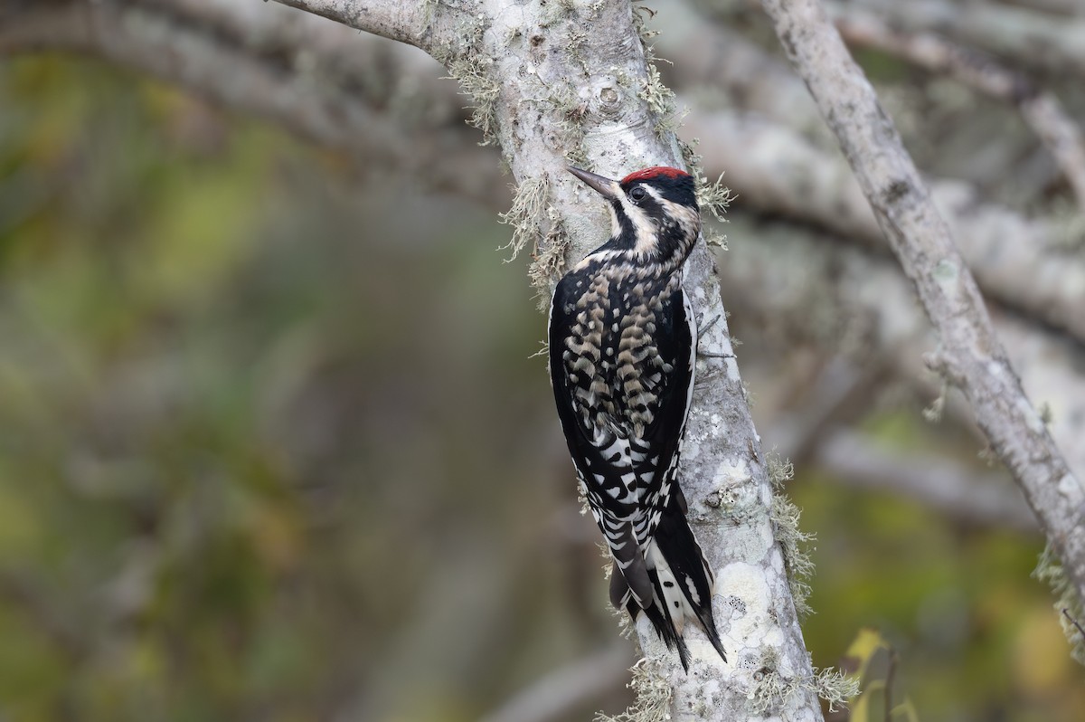 Chupasavia Norteño - ML646599298