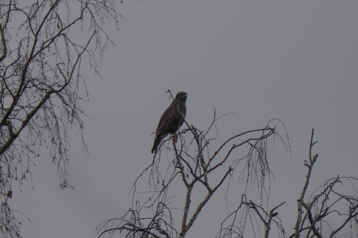 Buse variable - ML646599300