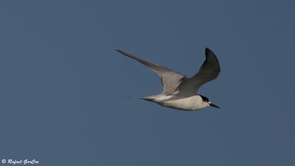 Common Tern - ML646599301