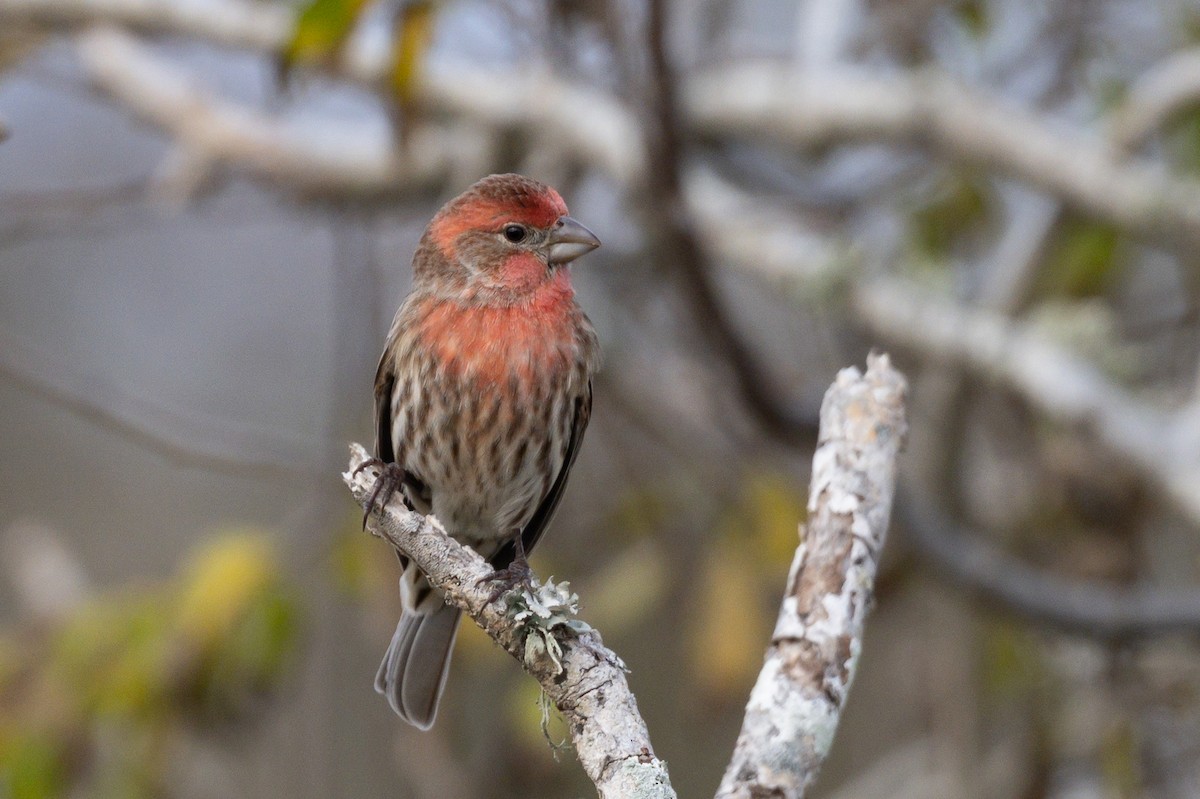 Camachuelo Mexicano - ML646599303