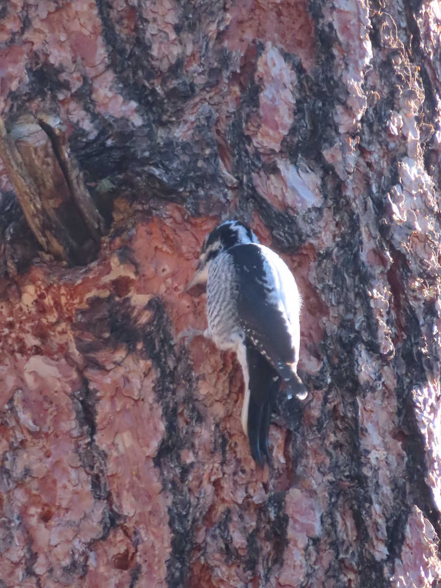 American Three-toed Woodpecker - ML646599304