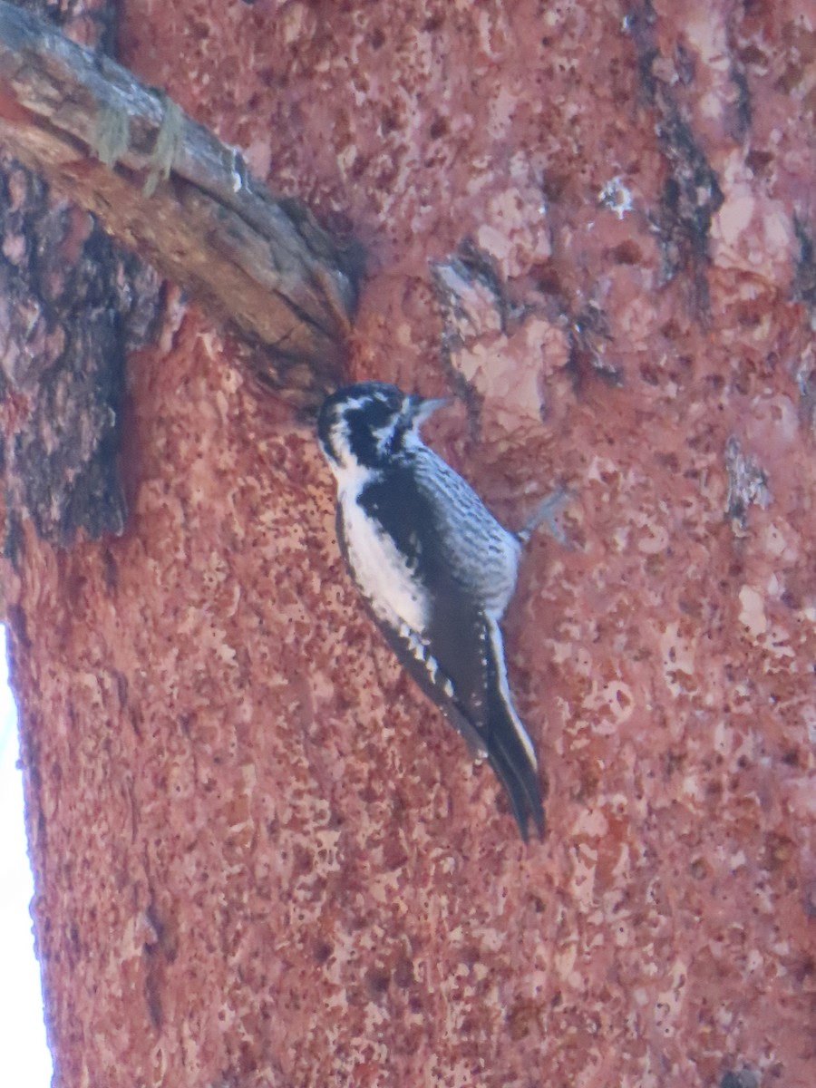 American Three-toed Woodpecker - ML646599305