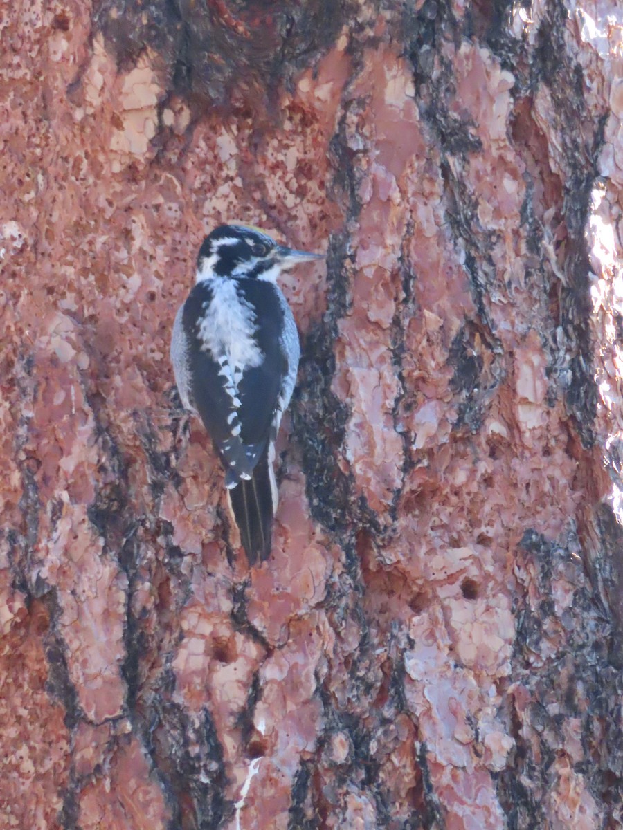American Three-toed Woodpecker - ML646599306