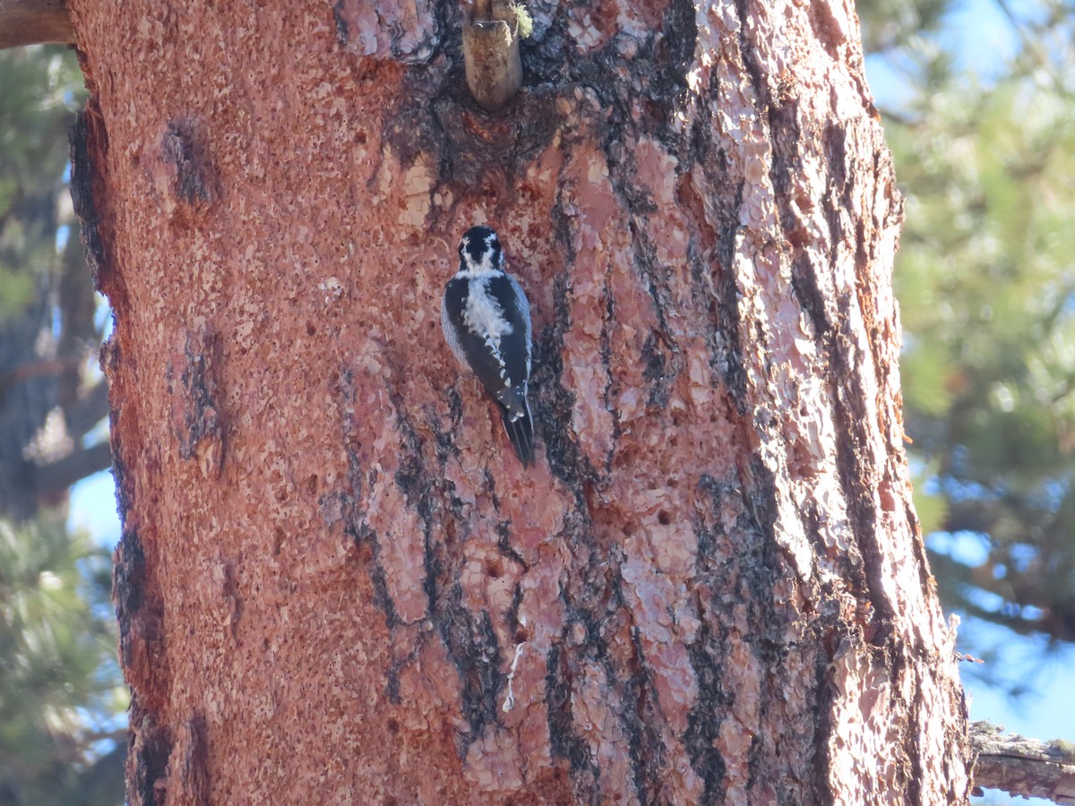 American Three-toed Woodpecker - ML646599307