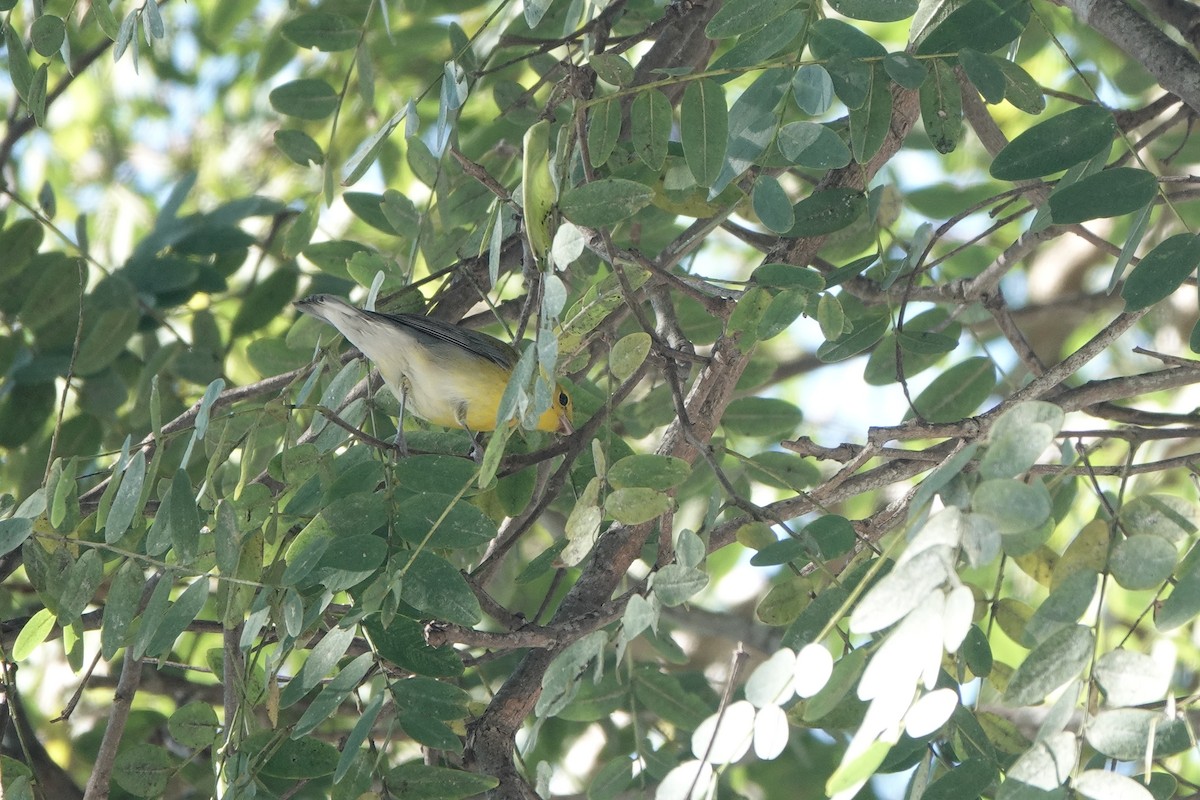 Prothonotary Warbler - ML646599316