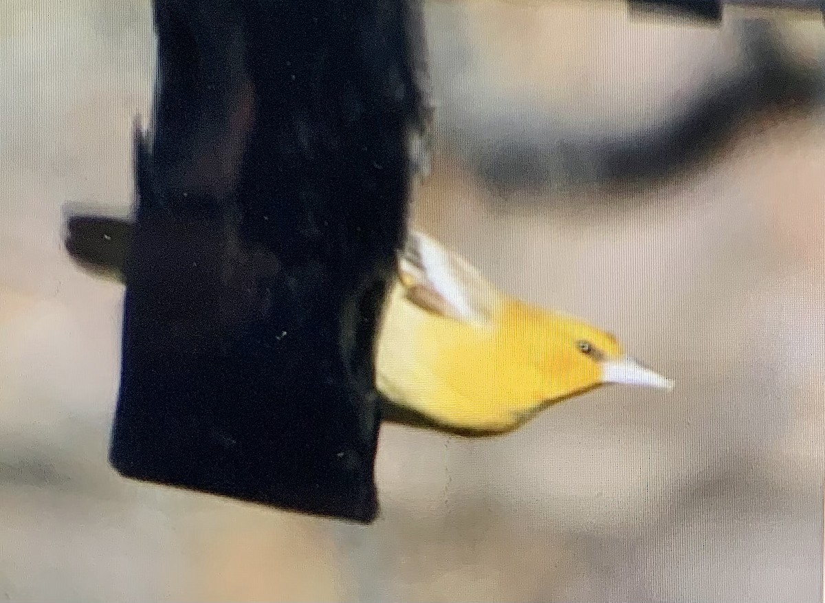 Turpial de Bullock - ML646599318