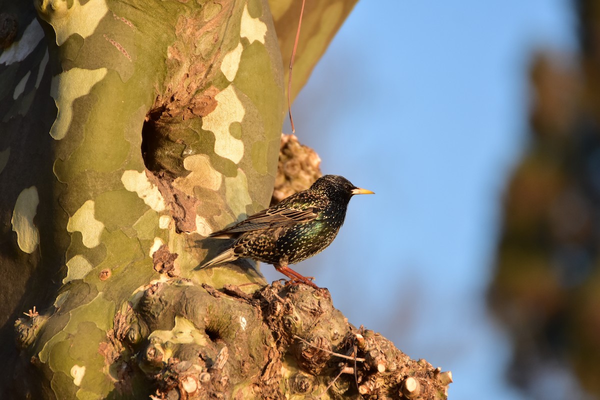 Sığırcık - ML646599319