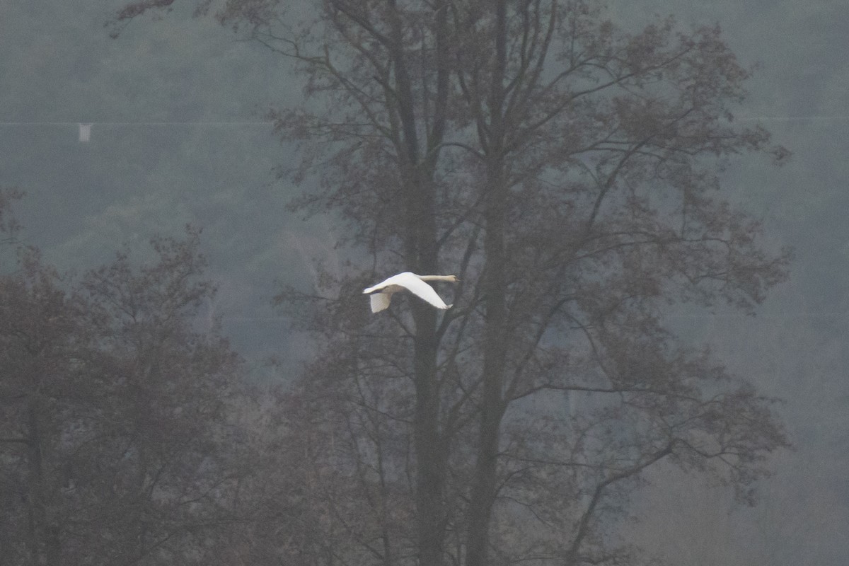 疣鼻天鵝 - ML646599327