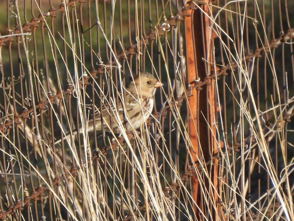 Harris's Sparrow - ML646599328