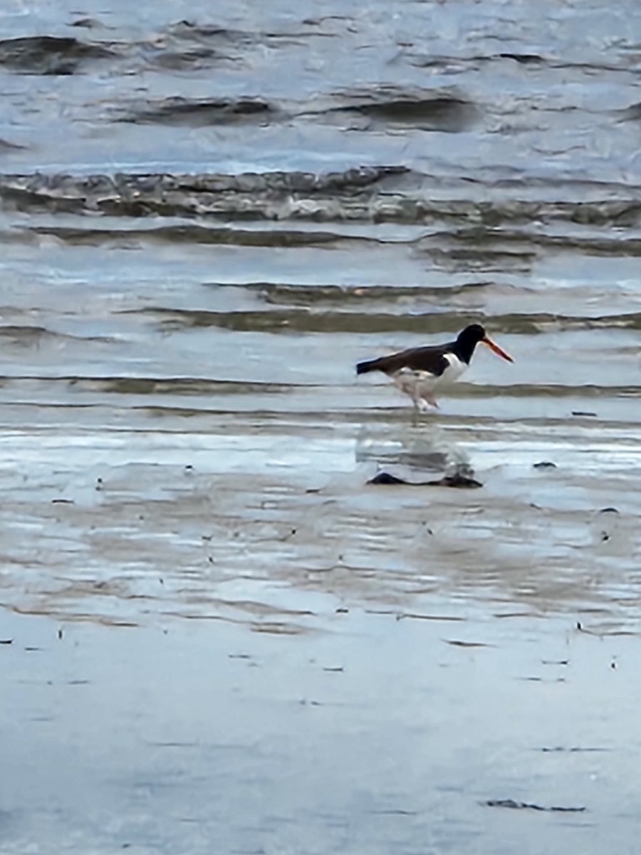 American Oystercatcher - ML646599330