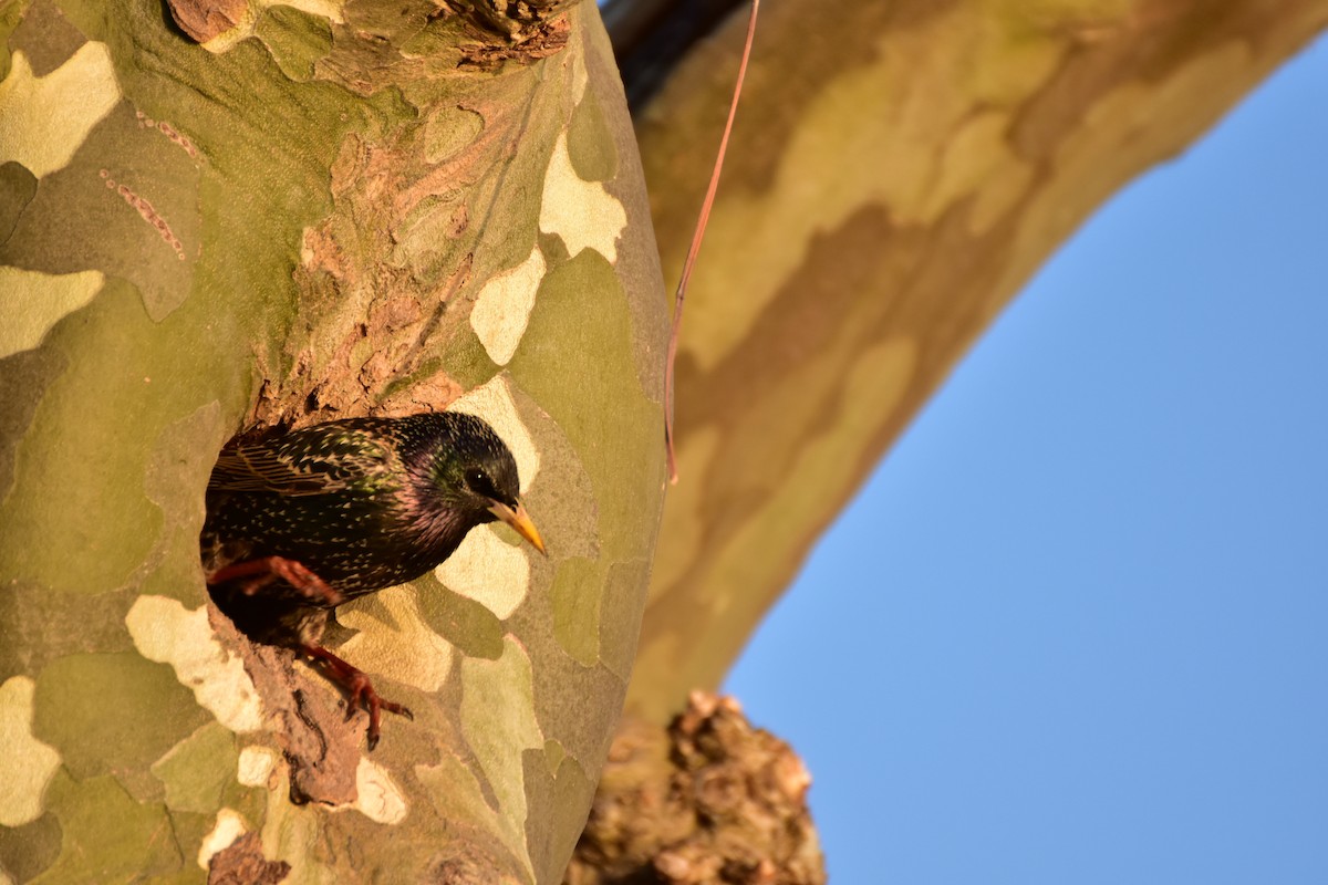 Sığırcık - ML646599331