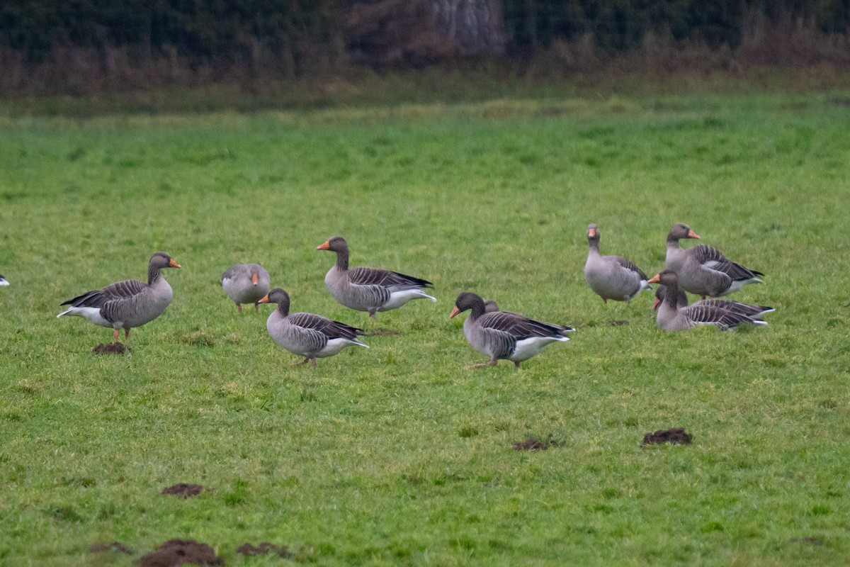 Graylag Goose - ML646599332