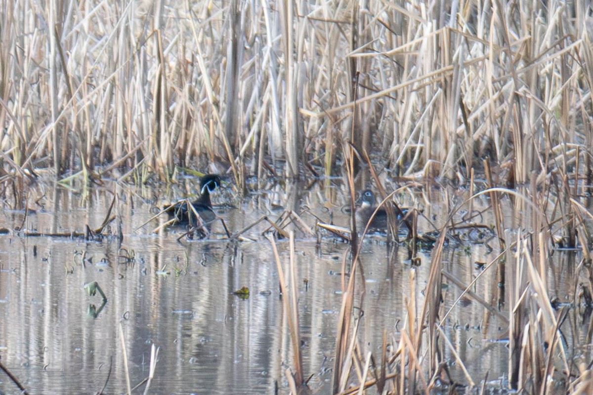Wood Duck - ML646599333