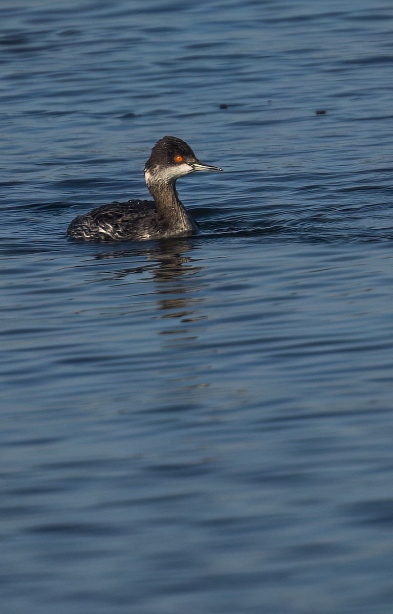 ハジロカイツブリ - ML646599334