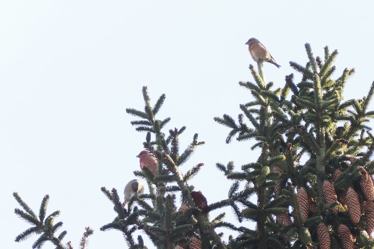 Çaprazgaga - ML646599335