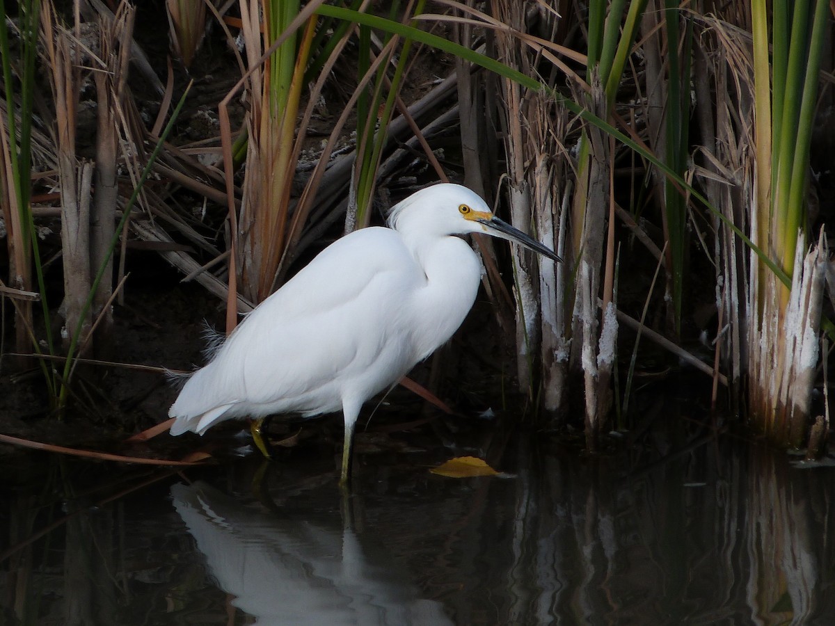 Snowy Egret - ML646599337