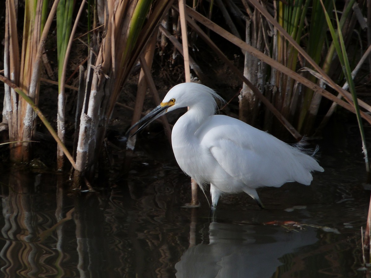Snowy Egret - ML646599339