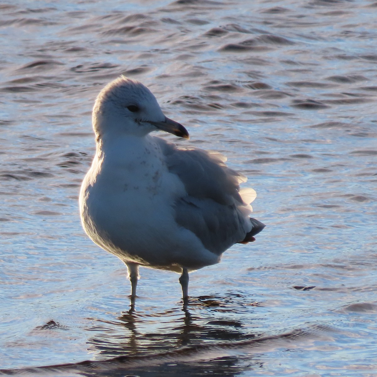 чайка sp. - ML646599340