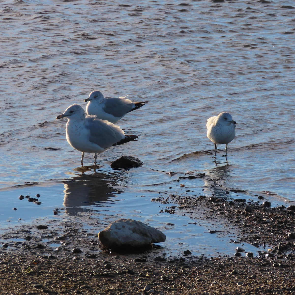 чайка sp. - ML646599341