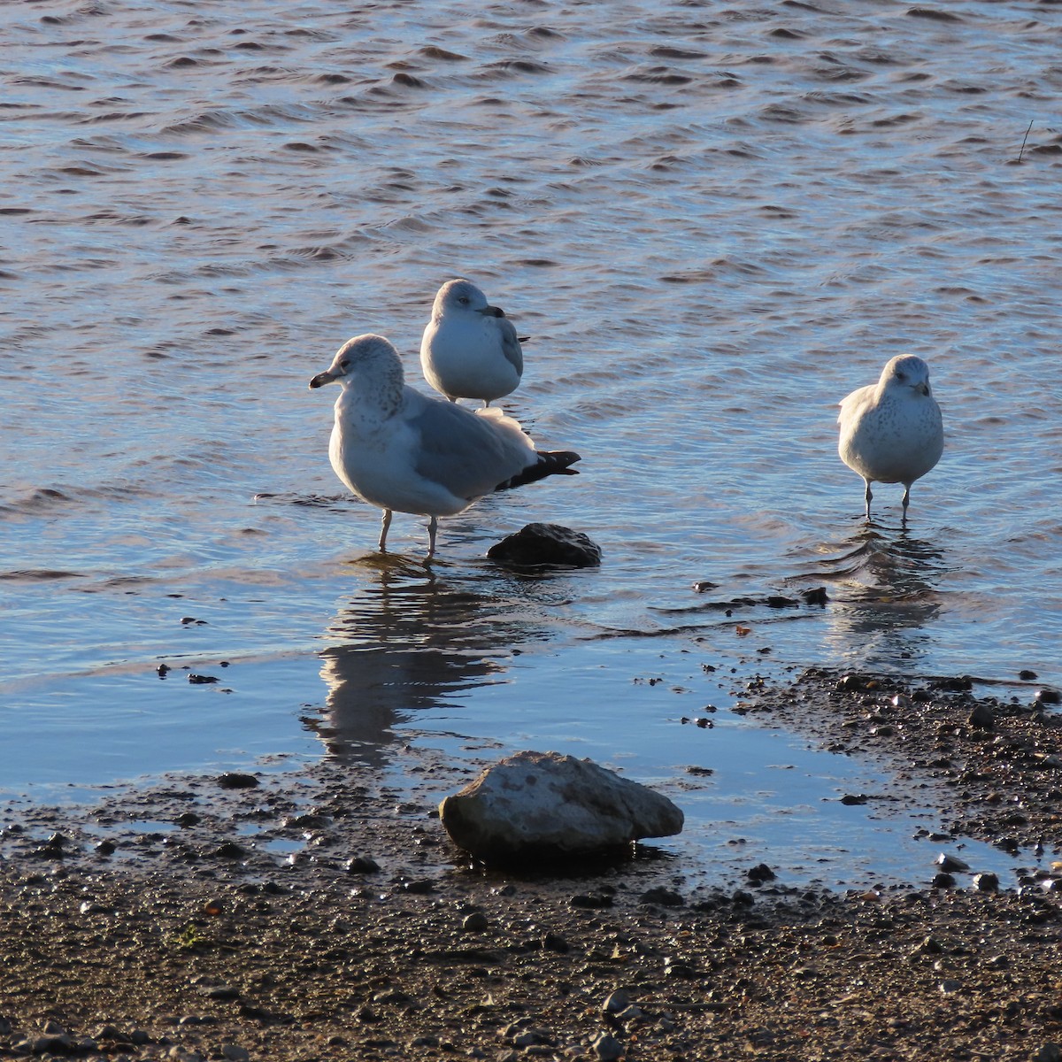 чайка sp. - ML646599342