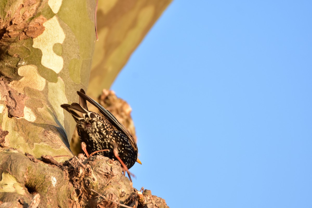 Sığırcık - ML646599343