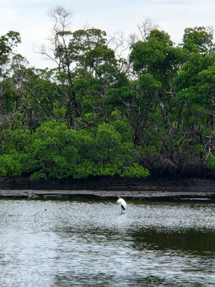 Wood Stork - ML646599344