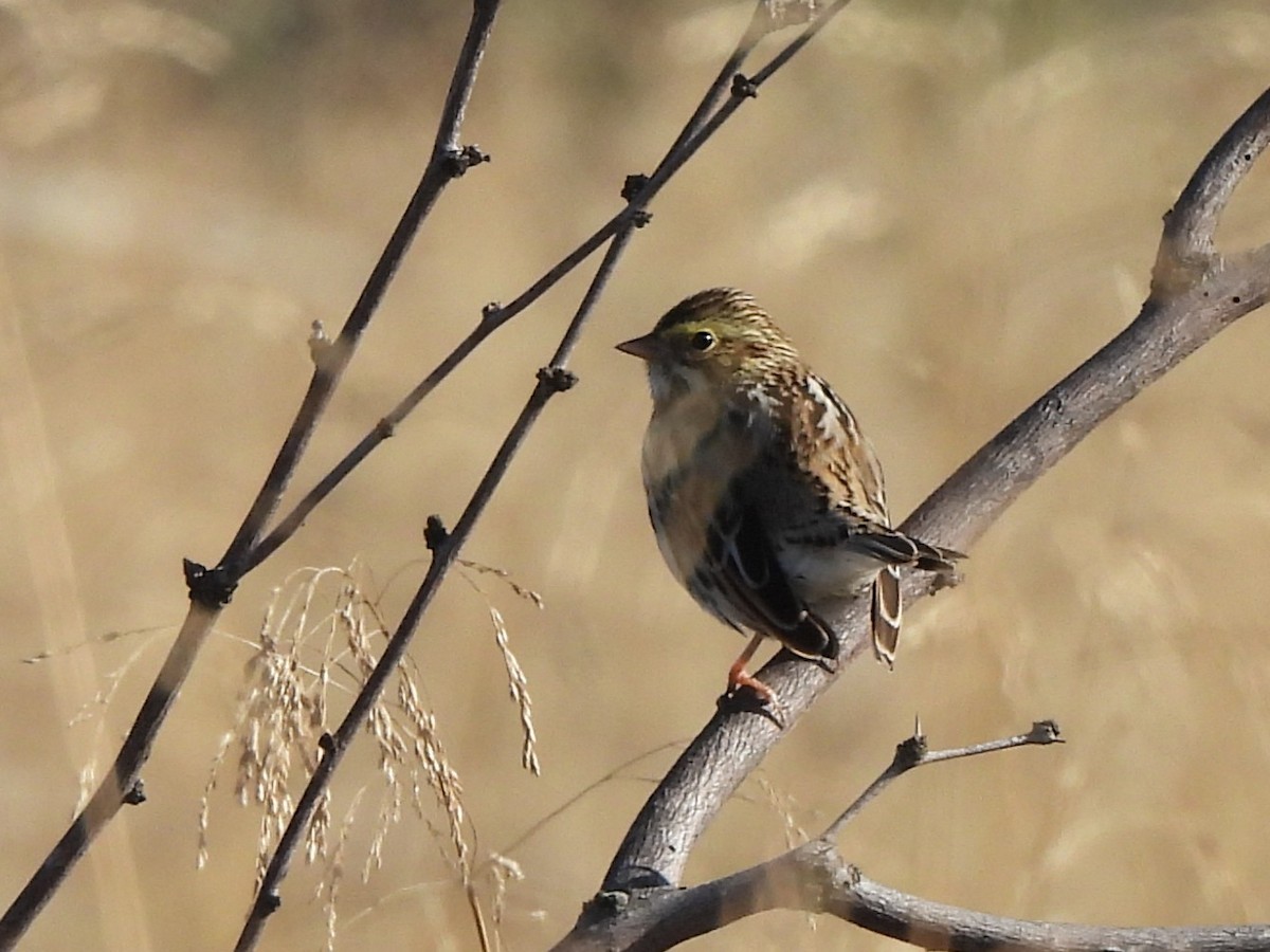 Savannah Sparrow - ML646599349