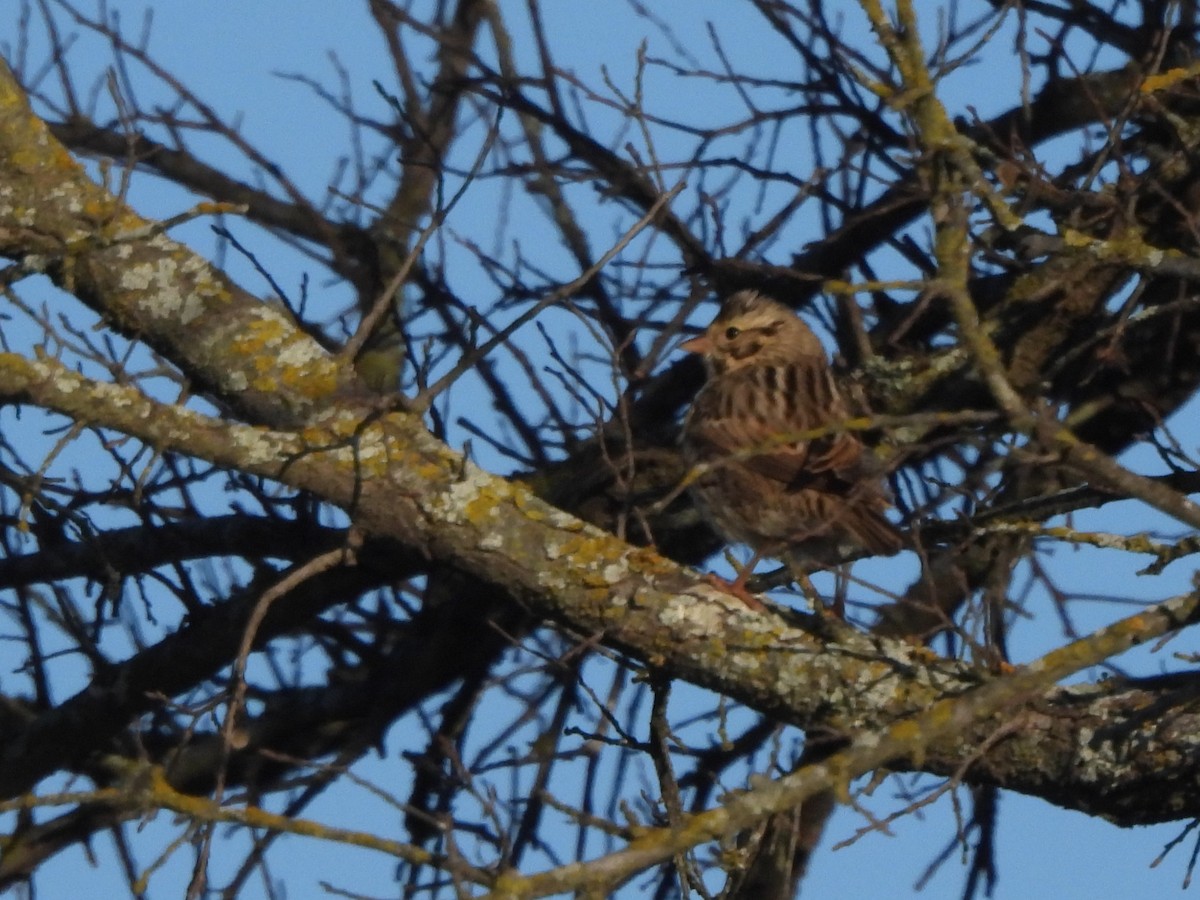 Savannah Sparrow - ML646599350