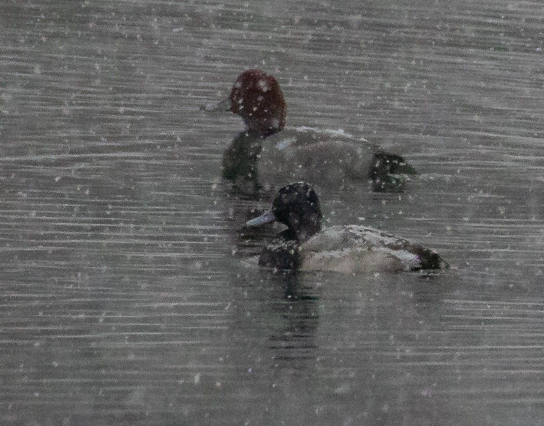 Redhead - ML646599351