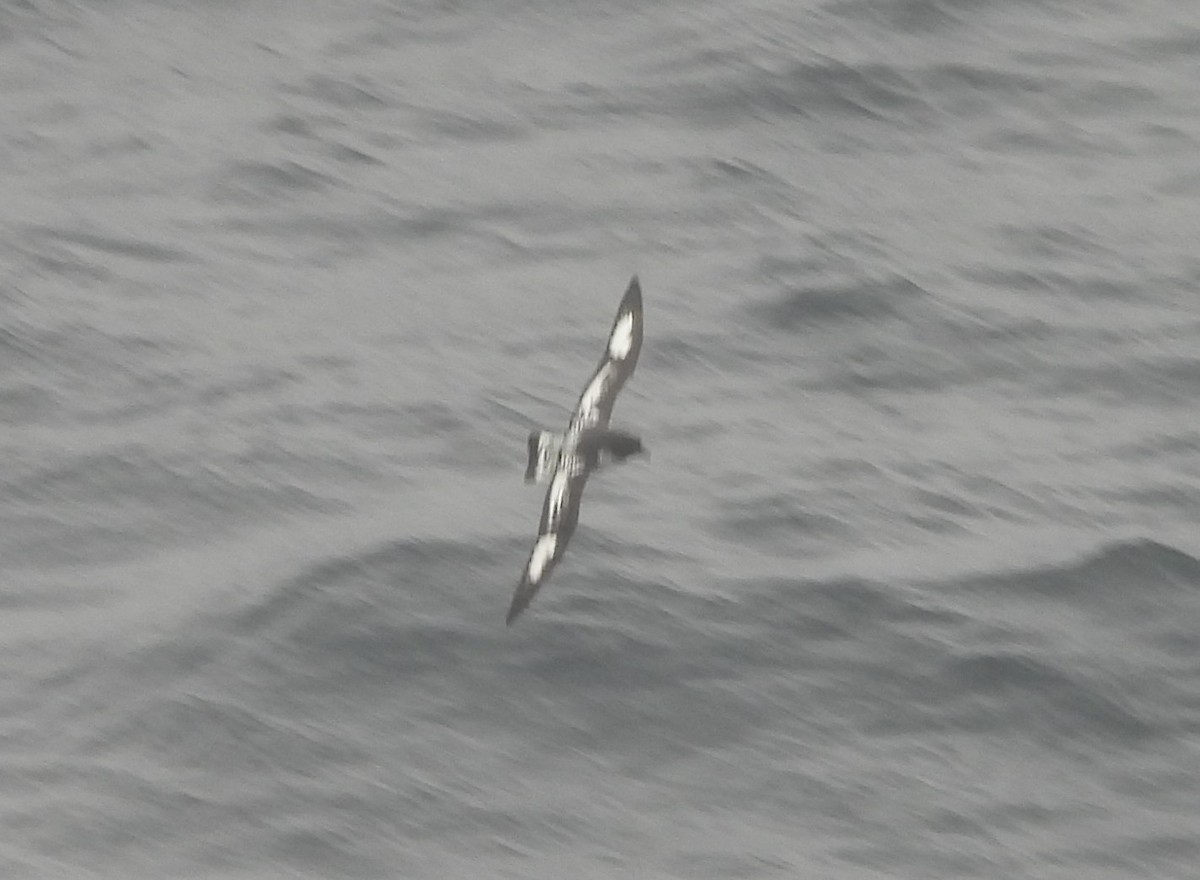 Pintado Petrel - ML646599352