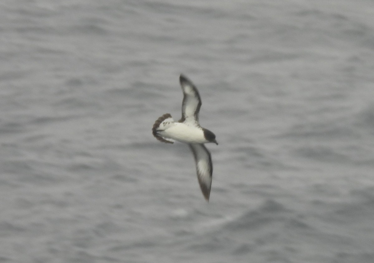 Pintado Petrel - ML646599353