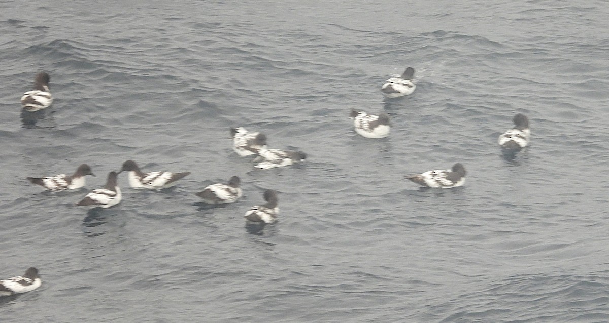 Pintado Petrel - ML646599354